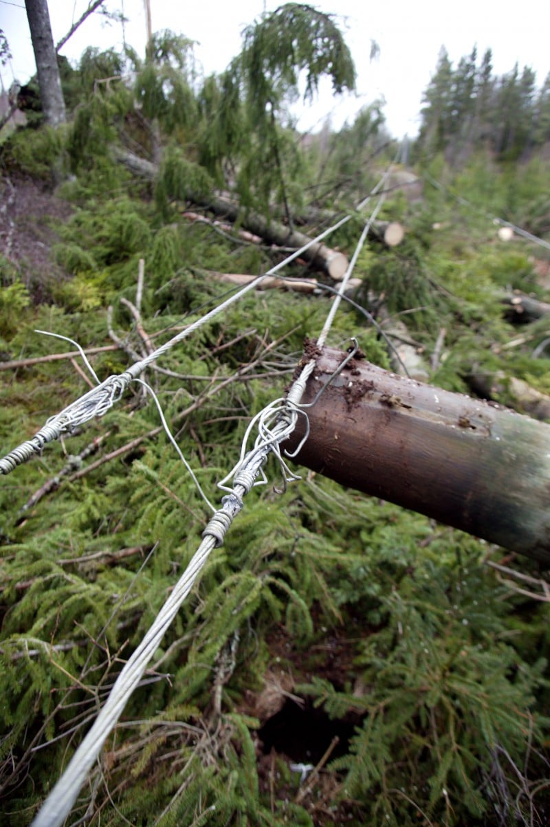 Havoc in the woods after the storm Gudrun.