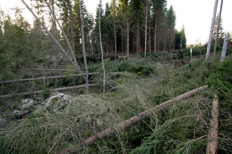 Forest after the Gudrun storm